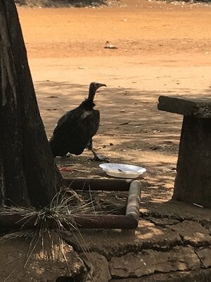 Projektreise Guinea – Aufnahme 37