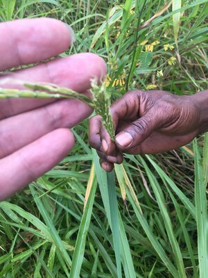 Projektreise Guinea im September 2016 – Aufnahme 27